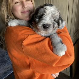 Aussiedoodle, Bernedoodle, and Goldendoodle Puppies from Elle and Oak Farms