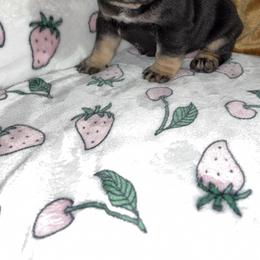 French Bulldog Puppies from Fairy’s Frenchies