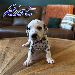 Riot - HUA - White and black male Dalmatian puppy in Mount Vernon, Missouri from Spots & Spirals