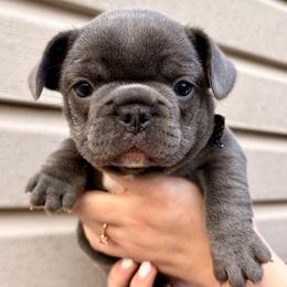 Rocket - Blue male French Bulldog puppy in Greenfield, Missouri from Hope Mountain French Bulldogs