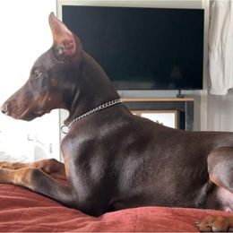 Doberman Pinscher Puppies from KB's Dobermans