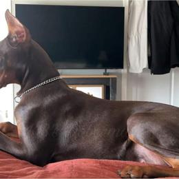Doberman Pinscher Puppies from KB's Dobermans