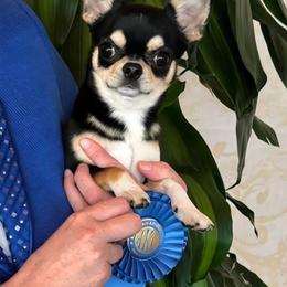 Coal - Chihuahua
