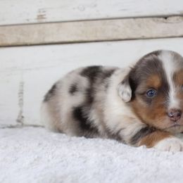 Poodle and Toy Australian Shepherd Puppies from 2B Aussies
