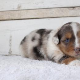 Poodle and Toy Australian Shepherd Puppies from 2B Aussies