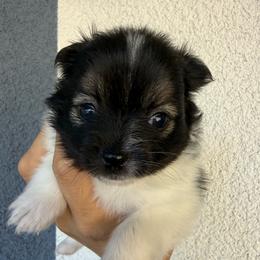 Piper - Black parti female Pomeranian puppy in Costa Mesa, California from Wheresmil0