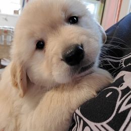 Golden Retriever Puppies from OPK Goldens