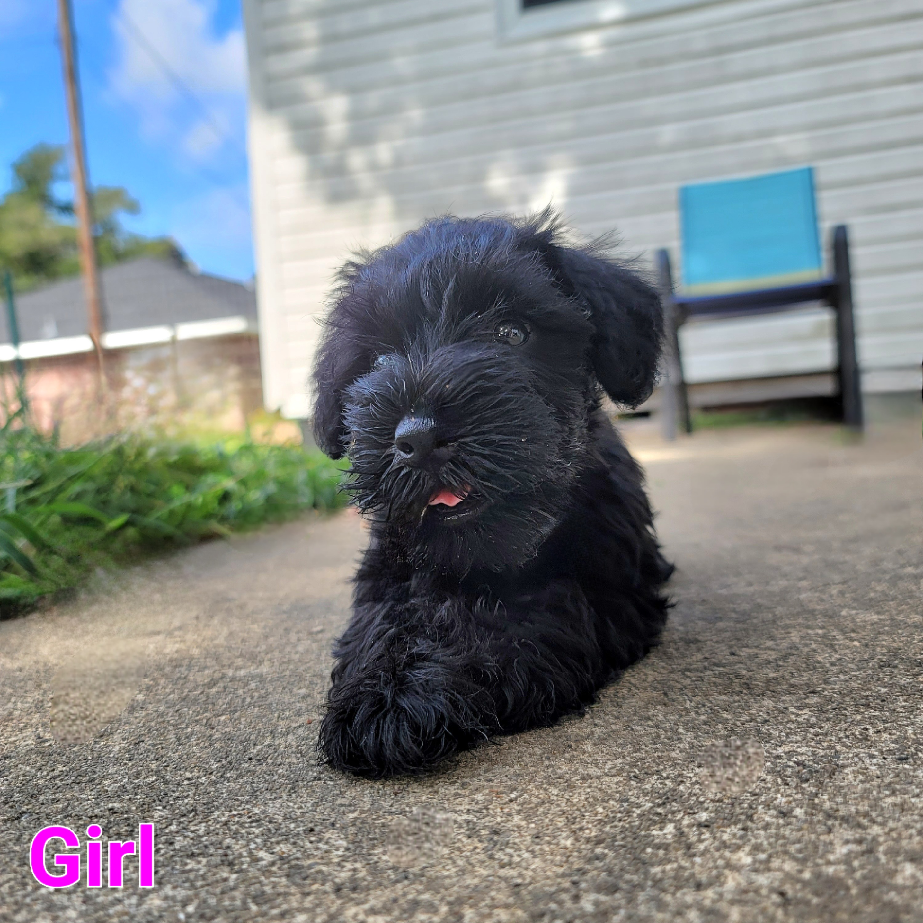 Miniature Schnauzer Puppies from Du Lac Miniature Schnauzers