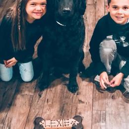 Goldendoodle All Grown Up from Simply Doodles LLC
