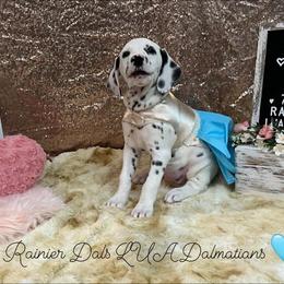 Dalmatian Puppies from Rainier DALS LUA Dalmatians
