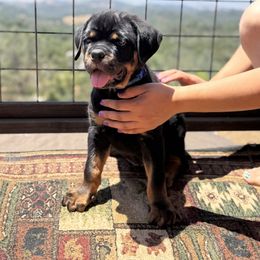 Blue boy - Black and mahogany male Rottweiler puppy in Grass Valley, California from Vom Haus Flores