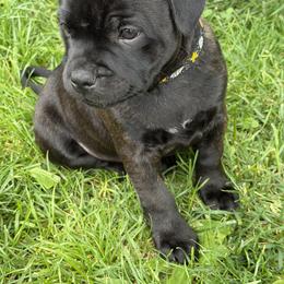 Girl 2 - female Staffordshire Bull Terrier puppy in Columbus, Ohio from Bullwark Staffordshire Bull Terriers