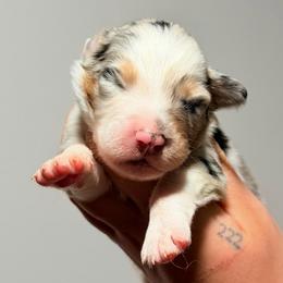 Lyric AKC - Blue merle female Australian Shepherd puppy in Polk City, Florida from Skaky Shepherds