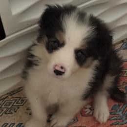 Lana - Tri-color female Border Collie puppy in Surgoinsville, Tennessee from Smokey Mountain Vizslas