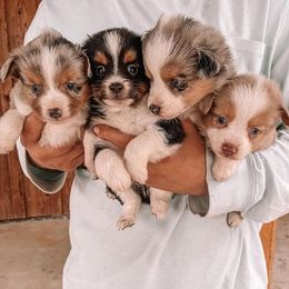 Miniature Australian Shepherds from AUSSOME AUSSIES