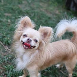 Blondie - Cream female Chihuahua puppy in Beaumont, Texas from Down south pups