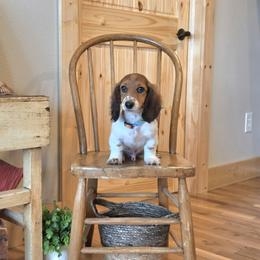 AKC Meet Jasper :) - Piebald male Dachshund puppy in Centerville, Iowa from Barnyard Dachshunds, Dals & Doodles