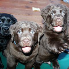 Labrador Retriever Puppies from Balewater Labradors