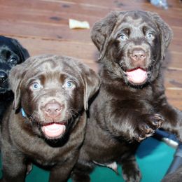 Labrador Retriever Puppies from Balewater Labradors
