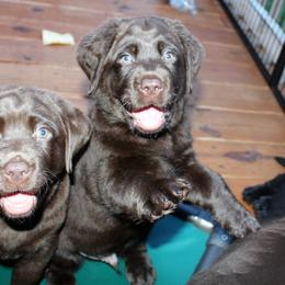 Labrador Retriever Puppies from Balewater Labradors