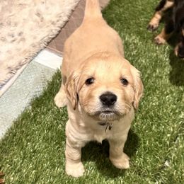 Girl 1 - Cream female Goldendoodle puppy in Gig Harbor, Washington from Sandy’s Goldendoodles