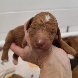 Purple Collar - Red  male Poodle puppy in Colorado Springs, Colorado from Silly's Standard Poodles