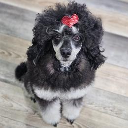 Delilah - Poodle
