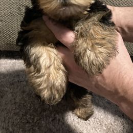 Assorted Doodle Crosses, Double Doodle, Maltipoo, Morkie, and Yorkipoo Puppies from Danza Bolo