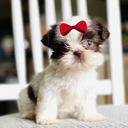 Girl 1 - Liver and white female Shih Tzu puppy in Seguin, Texas from Dolled Up Shih Tzus