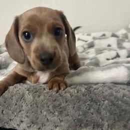 Pork chop - Red male Dachshund puppy in Brooksville, Florida from Ween Acres