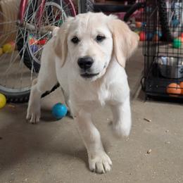 Ocean girl 1 - Light golden female Golden Retriever puppy in Niles, Michigan from Christiana Creek Goldens