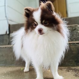 Tito - Pomeranian