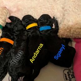 Andarna - Black female Poodle puppy in Vail, Arizona from Semper Poodelis