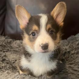 EKM-1 - Black and tan male Pembroke Welsh Corgi puppy in Stockton, Iowa from Infinity Corgis