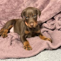 Orange Collar - Red and rust female Doberman Pinscher puppy in Lake City, Florida from Paintedcrazy Doberman Pinchers
