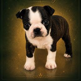 Female - Brindle and white female Boston Terrier puppy in Shell Knob, Missouri from Stoneridge Kennel