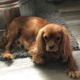 Cindel - Cavalier King Charles Spaniel