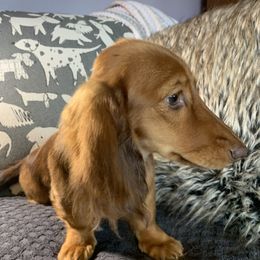 Tootsie - Dachshund