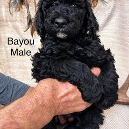 Bayou - Black male Poodle puppy in Woodleaf, North Carolina from Circle T Ranch K9s