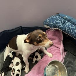 Mini - Teddy Roosevelt Terrier