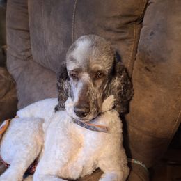 Lady - Poodle