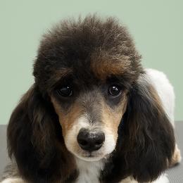 Australian Labradoodles, Cavapoos, Goldendoodles, Golden Mountain Doodles, and Poodles from Dawson's Royal Companions