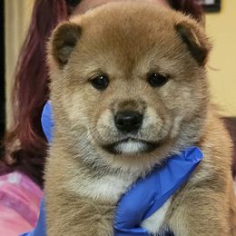 Shiba Inu Puppies from Kiara Coloma