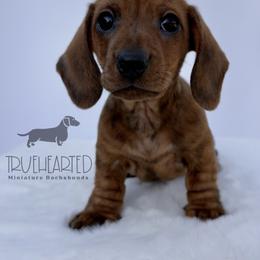 Oswald - Brindle male Dachshund puppy in Royse City, Texas from Truehearted Miniature Dachshunds