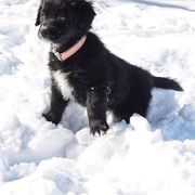 Border Collie, Golden Retriever, and Sporty Mix Puppies from Kreger's K9s