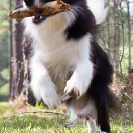 Border Collies and Wire Fox Terriers from De Stijl Kennels