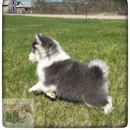 Pomsky Puppies from Foxfire Arctic Spitz