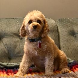 Macy - Cavapoo