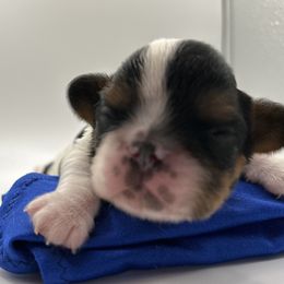 Enchanting Charlies Misunderstood Greed - Black white and tan female English Toy Spaniel puppy in Pennsylvania from Enchanting Charlies