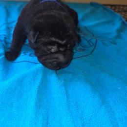 Spin - Black male Chinese Shar-Pei puppy in Ste. Marie, Illinois from JoShel’s Silver Lined Wrinkles and Tails